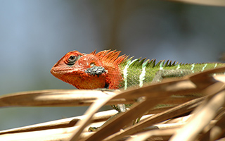A lizard in Heritance Kandalama Eco Park