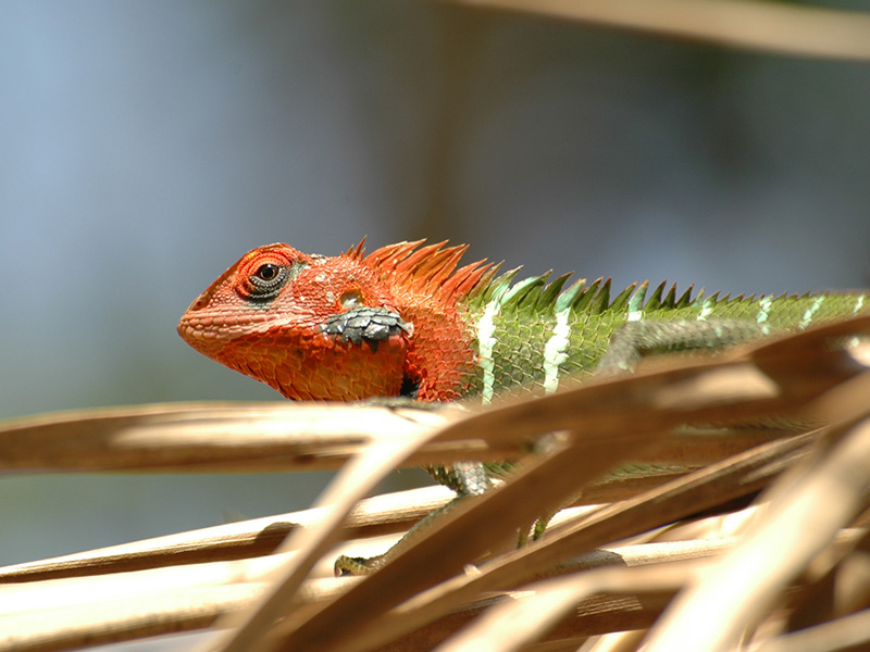 A lizard in Heritance Kandalama Eco Park