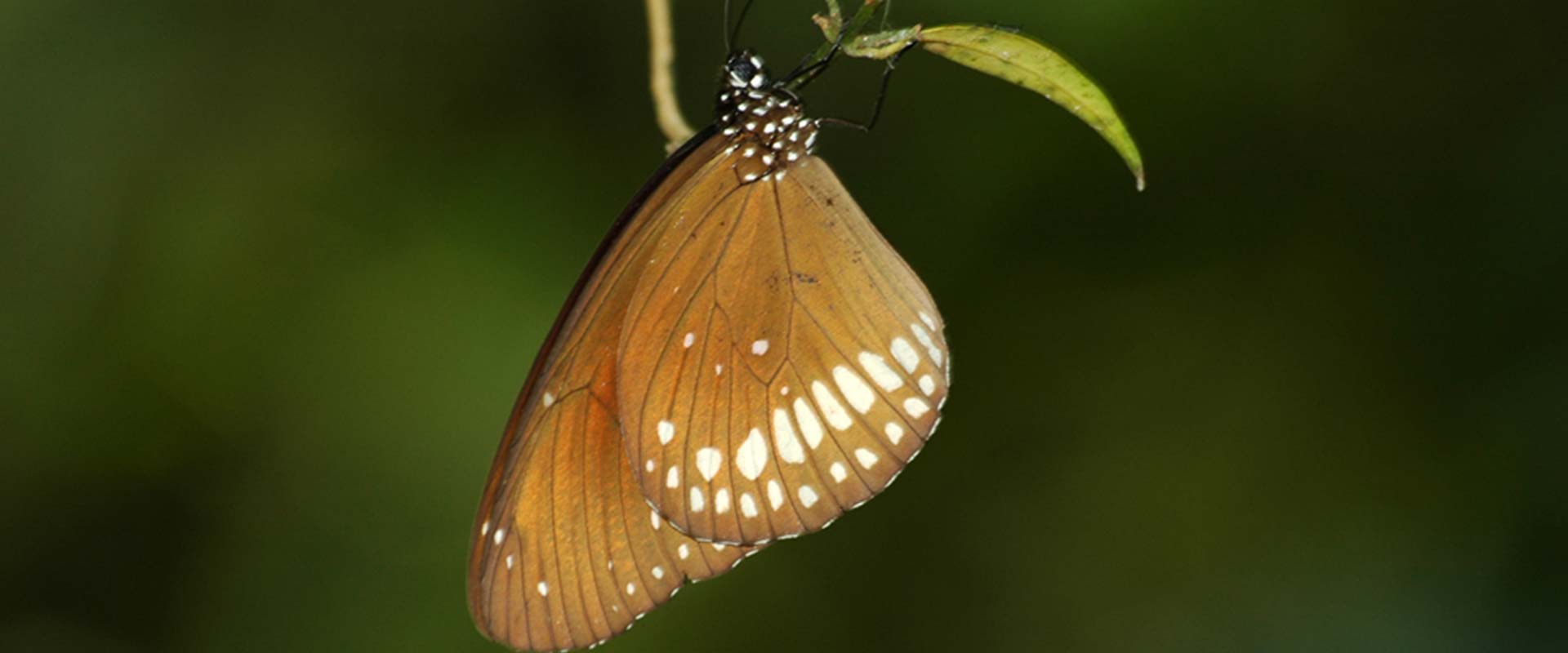 A butterfly at Heritance Kandalama Eco Park