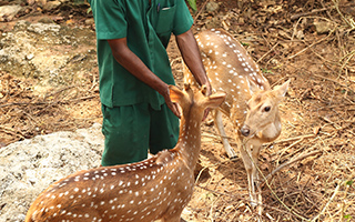 Deers at Heritance Kandalama Eco Park