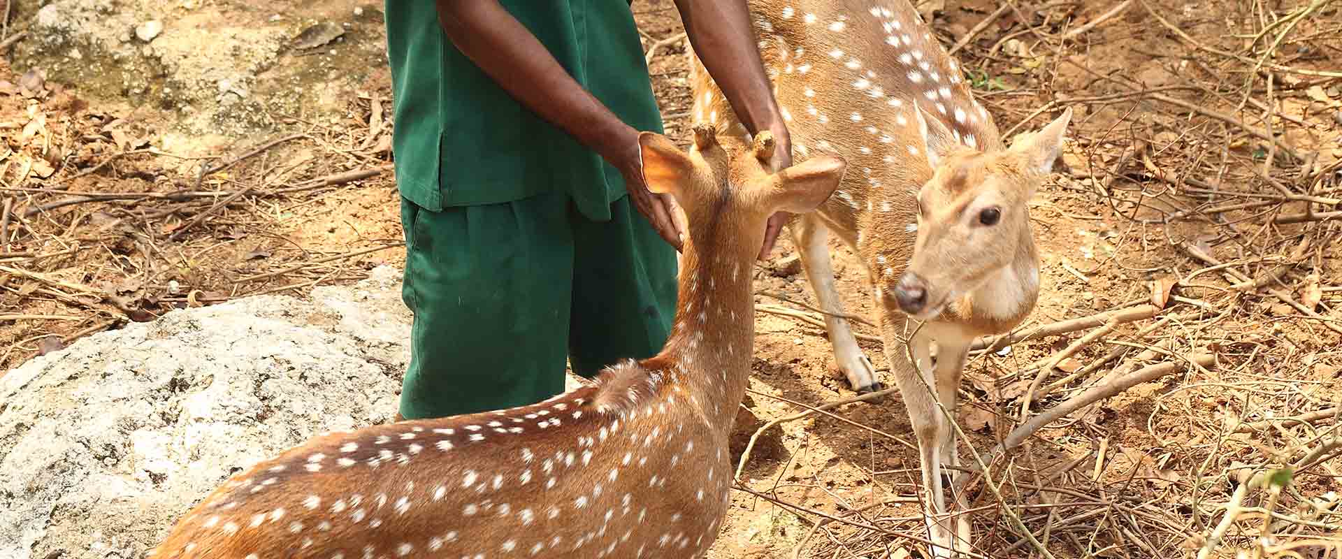 Deers at Heritance Kandalama Eco Park