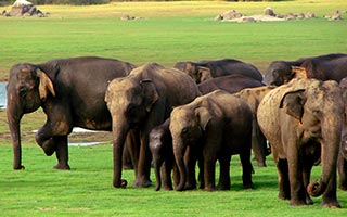 Elephants on a lawn at Minneriya national park