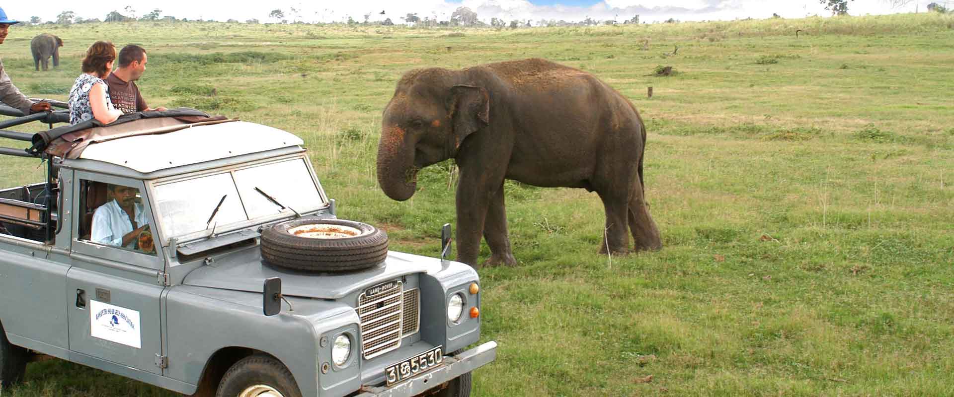 Foreign couple meets an elephant in a safari tour in Sri Lanka