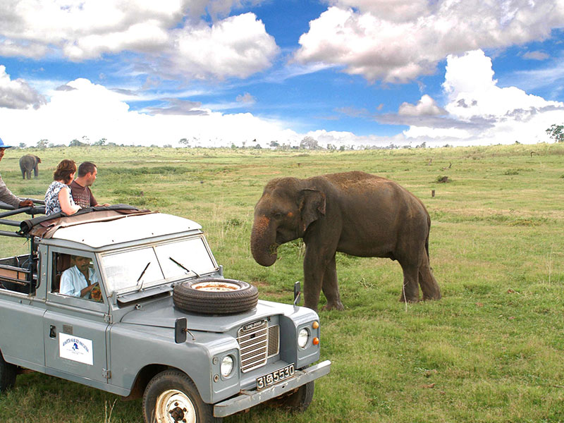 Foreign couple meets an elephant in a safari tour in Sri Lanka