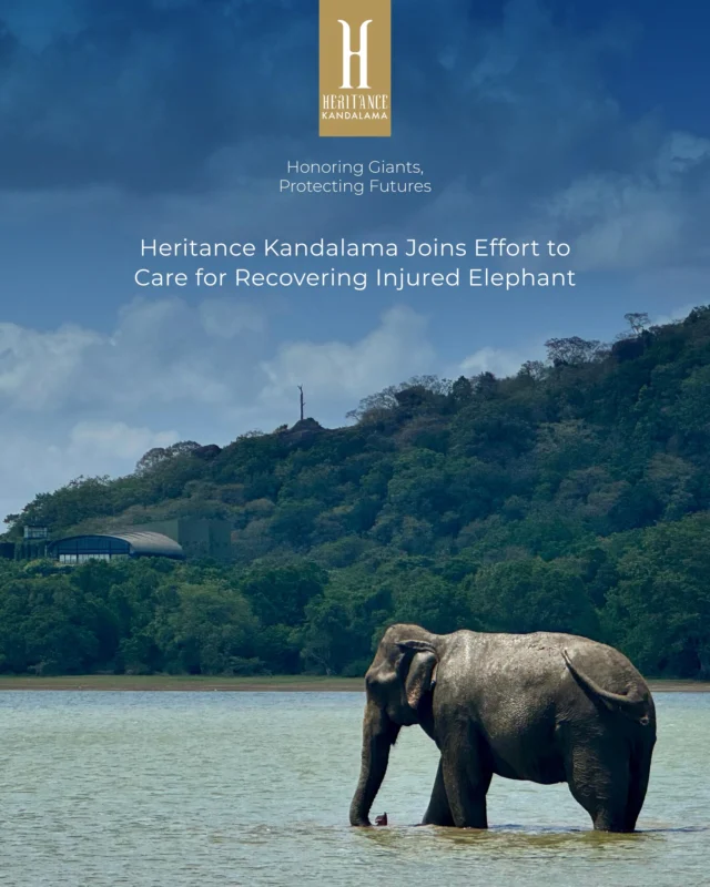 For the past few months, a wounded wild elephant has found refuge near Heritance Kandalama and in partnership with the Department of Wildlife Conservation, we continue to assist in his treatment, coordinating care, providing resources and doing all we can to give this gentle giant a chance to heal. Because protecting the wild isn’t just part of our story, it’s our responsibility.
 
#WorldElephantDay #HeritanceKandalama #HeritanceHotelsandResorts #AitkenSpenceHotels #WildlifeConservation #ProtectOurGiants