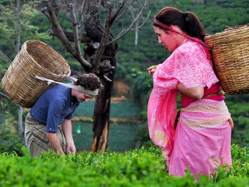 Tea plucking experience in Nuwara eliya resorts in sri lanka