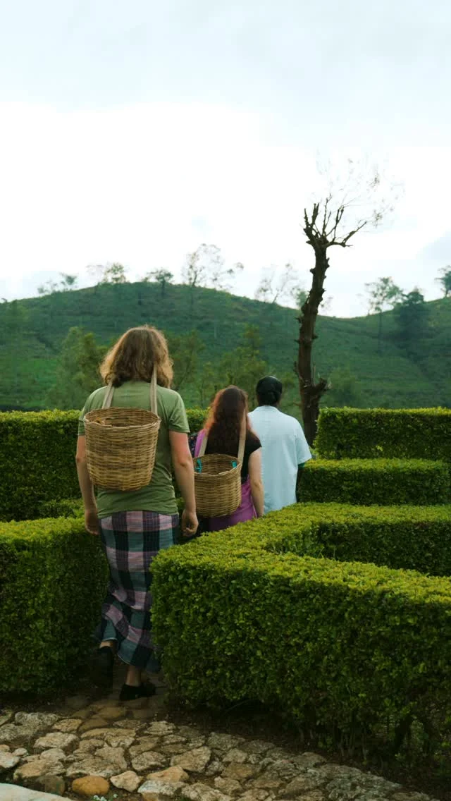 Tea plucking is more than just tradition; it’s an art passed down through generations. At Heritance Tea Factory, join our tea pluckers on the fields, learn the technique, and experience firsthand the journey that begins with a single leaf. A peaceful stroll through the plantations, guided by those who know it best.

#NuwaraEliya #HillCountry #HeritanceTeaFactory #TeaPlantations #TeaEstates #HeritanceHotelsandResorts #Teaplucking #Ceylontea