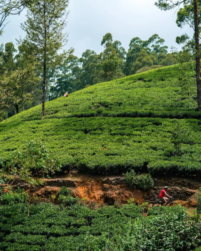 Explore the trails of Kandapola by bicycle and discover the untouched beauty of the region. Ride through tea fields and forest paths, meet local communities, and experience a side of the hill country where nature and culture remain deeply connected.

#NuwaraEliya #HillCountry #HeritanceTeaFactory #TeaPlantations #TeaEstates #HeritanceHotelsandResorts #Naturewalks #CyclingThroughNature #TeaTrails